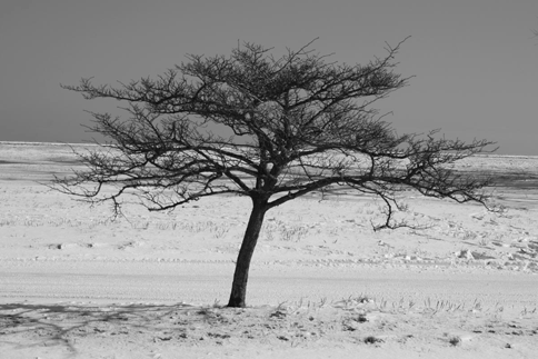 IMG_04_bw